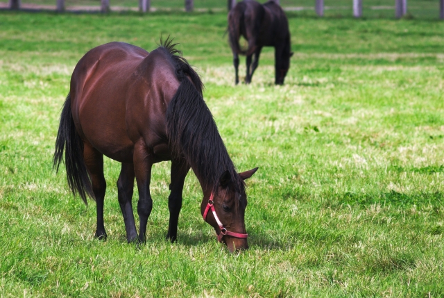 サラブレッドの最高速